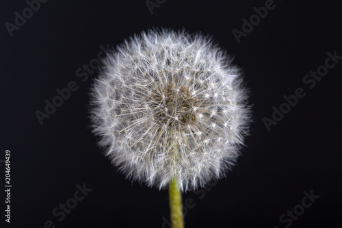 One dandelion. Dandelion fluff. Dandelion tranquil abstract close up black background