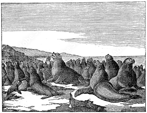Steller sea lions (Eumetopias jubatus) (from Das Heller-Magazin, August 16, 1834)