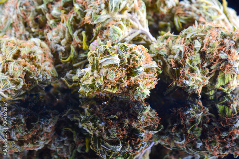 big bud cannabis drug, close-up, medical marijuana, weed high resolution big bud cannabis drug, close-up, medical marijuana, weed high resolution