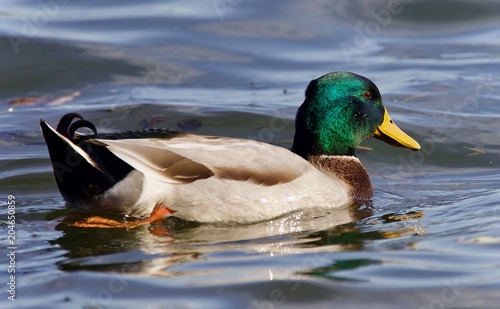 Isolated photo of a mallard swimming in lake