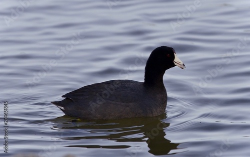 Isolated image of a coot swimming in lake