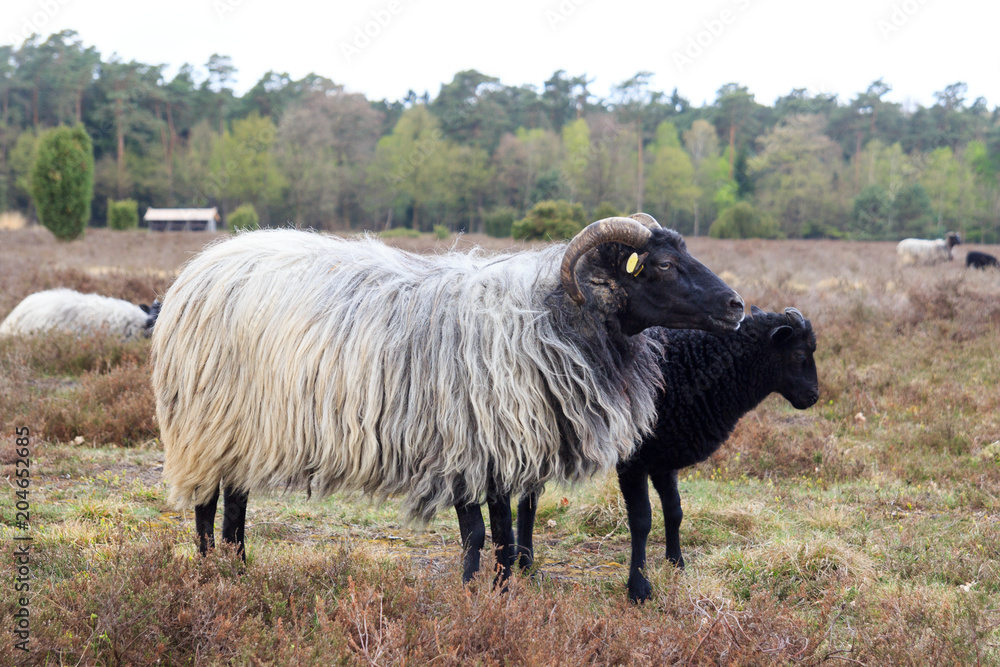 Moorland sheep Heidschnucke and young lamb in Lüneburg Heath near Undeloh and Wilsede, Germany Moorland sheep Heidschnucke and young lamb in Lüneburg Heath near Undeloh and Wilsede, Germany