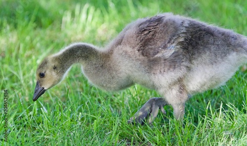 Isolated image of a cute chick of Canada geese