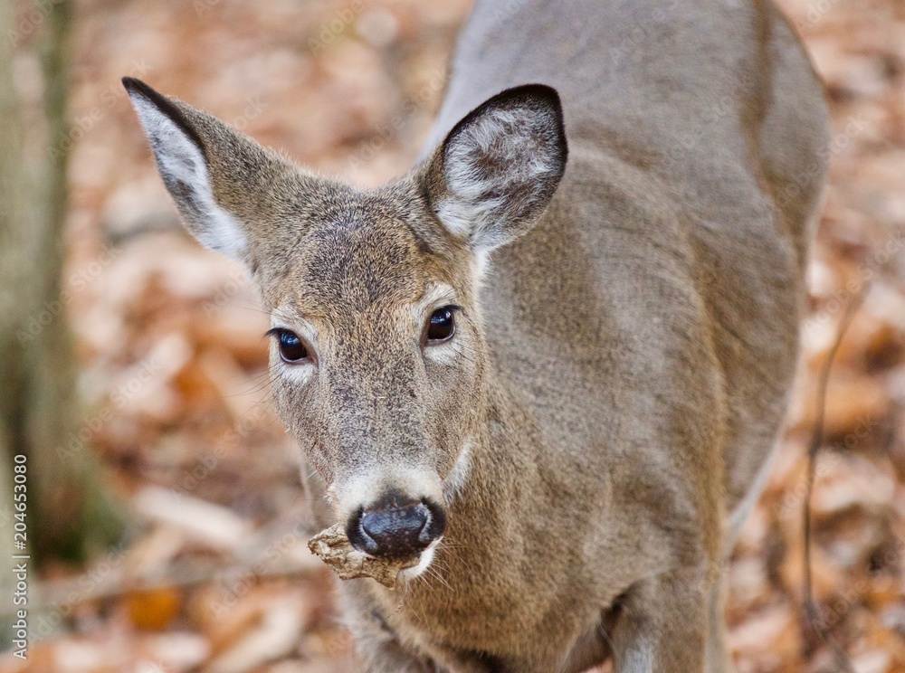 Fototapeta premium Beautiful photo with a cute wild deer standing in forest
