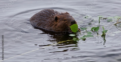 Sticker Beautiful isolated photo of a beaver eating leaves in the lake