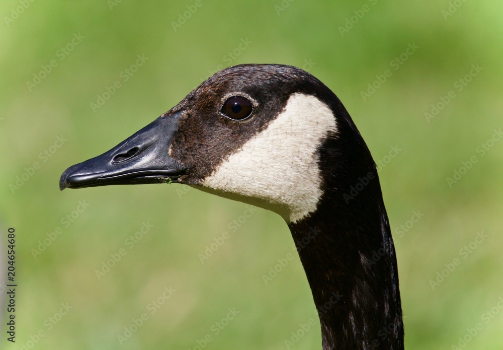 Picture with a Canada goose looking in the camera Picture with a Canada goose looking in the camera