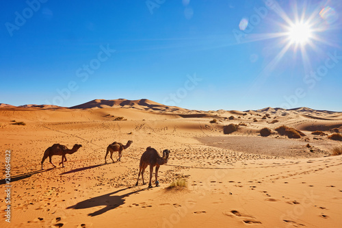 Camal caravan on trip through sand desert