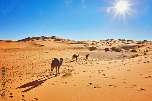 Silhouette of camel caravan in big sand dunes of Sahara desert, Erg Chebbi, Merzouga, Morocco