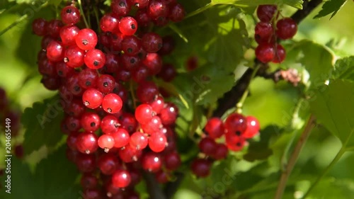 Close-up shot of bunch of ripe red currant on the bush, view in sun light photo