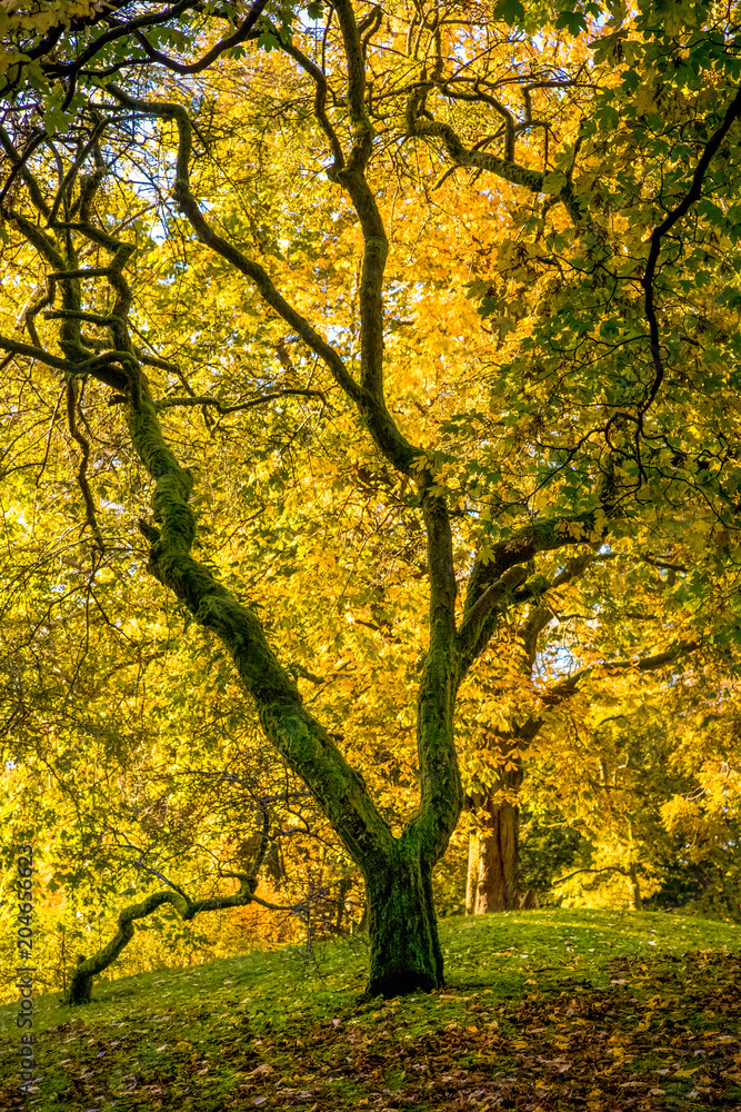 autumn in the park