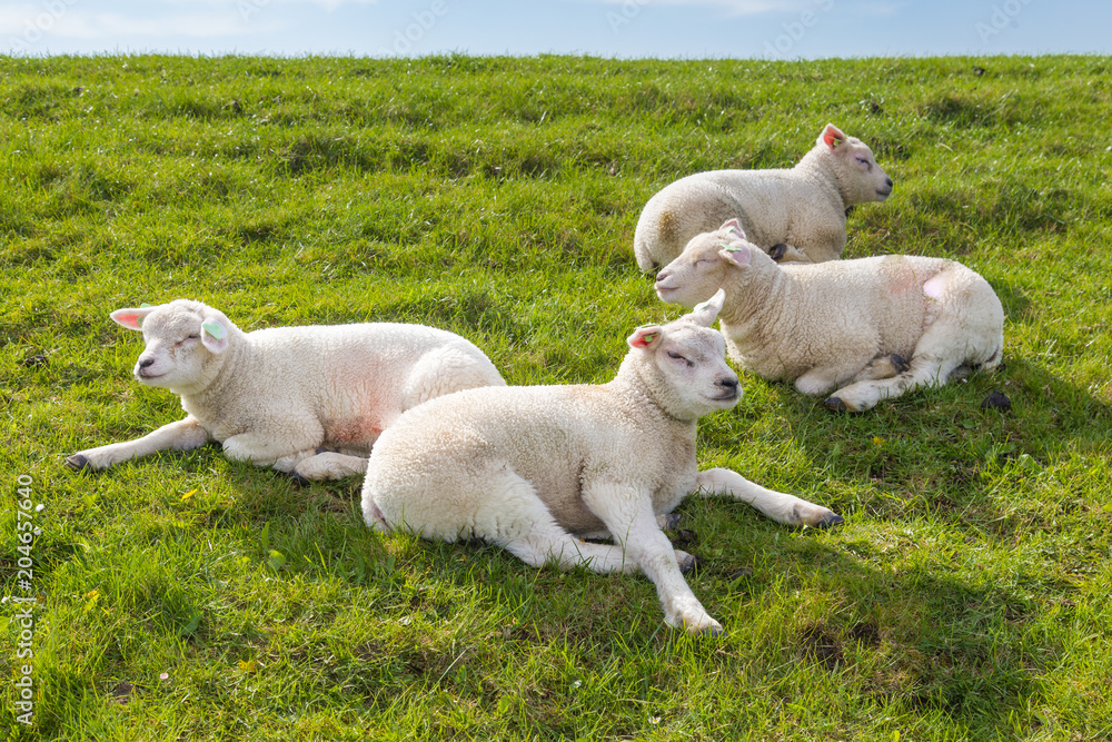 Fototapeta premium Little lambs resting in green grass in the sun on a dyke at the wadden island Texel in the Netherlands