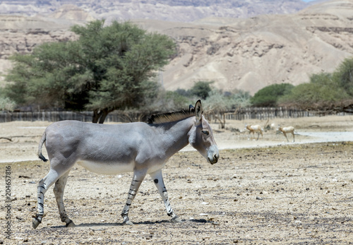 Somali wild donkey (Equus africanus) is the forefather of all domestic asses. This species is extremely rare both in nature and in captivity