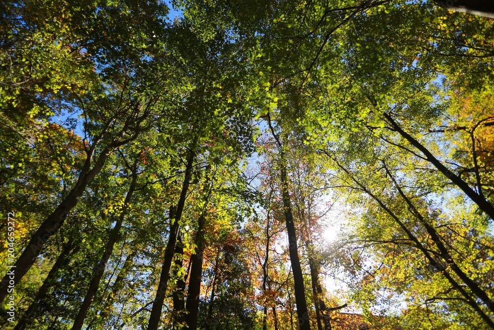 Afternoon Sun Gleaming through Tall Green and Yellow Trees Towering Above Nature Trail in Burke, Virginia