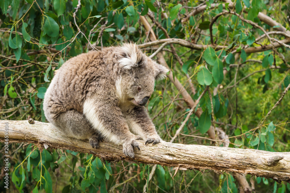 Koala clings at wooden pole in Koala Conservation center in Cowes, Phillip Island, Victoria, Australia Koala clings at wooden pole in Koala Conservation center in Cowes, Phillip Island, Victoria, Australia