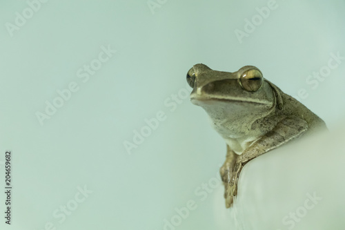 Polypedates leucomystax look at the face white background photo