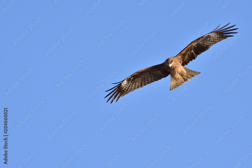 Black kite