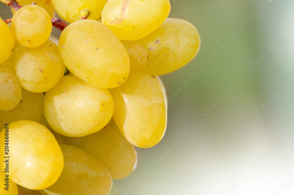 Green grape cluster against sunlight closeup view Green grape cluster against sunlight closeup view
