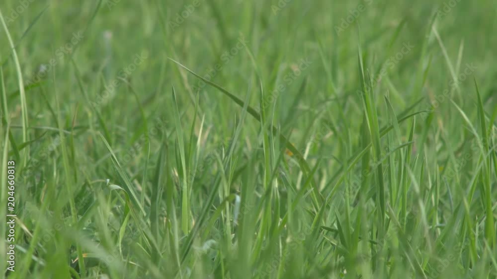 牧草地 クローズアップ 牧草地 クローズアップ