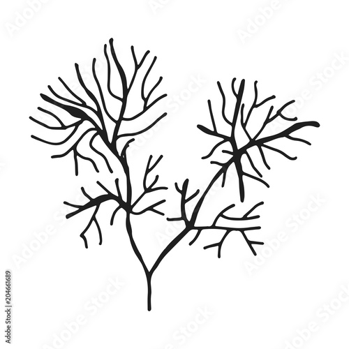 seaweed vector sketch drawing. isolated