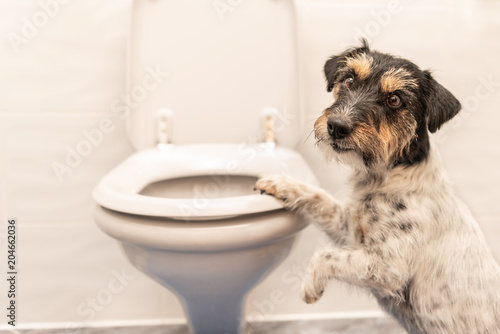 Dog on the toilet - Jack Russell Terrier photo