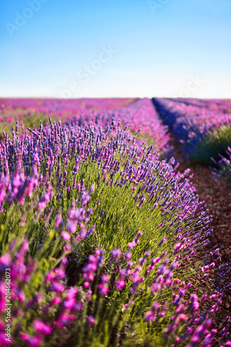 Lavender flower blooming scented fields in endless rows. Provence  France  Europe