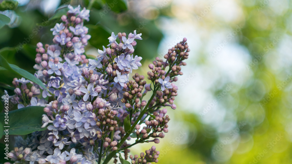 Obraz premium The lilac Bush