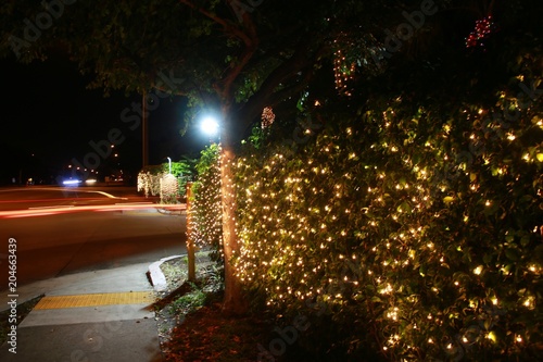 Time Exposure of City Traffic Passing by Bushes Strung with Christmas Lights Illuminated at Night