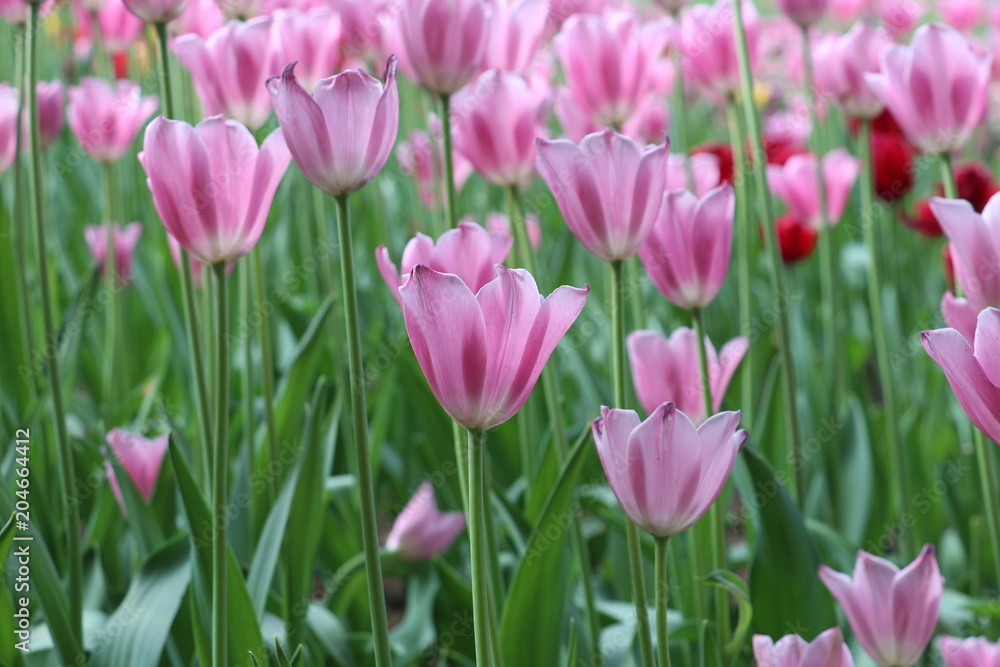  A glade of flowers at the memorial complex Motherland, Kiev, Ukraine