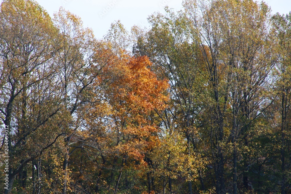 Leaves in Trees Changing Color from Green to Orange Bathing in the Afternoon Sun against a Blue Sky with Wispy Clouds in Burke, Virginia Leaves in Trees Changing Color from Green to Orange Bathing in the Afternoon Sun against a Blue Sky with Wispy Clouds in Burke, Virginia