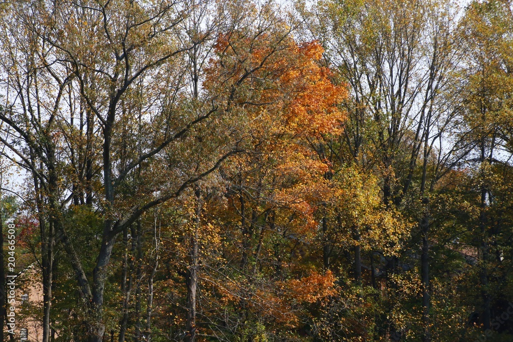 Leaves in Trees Changing Color from Green to Orange Bathing in the Afternoon Sun in Burke, Virginia Leaves in Trees Changing Color from Green to Orange Bathing in the Afternoon Sun in Burke, Virginia