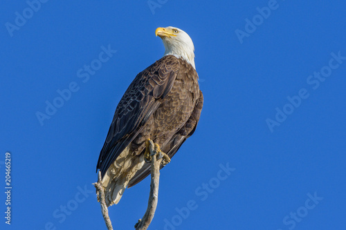 Bald Eagle posing majestically against a blue sky.