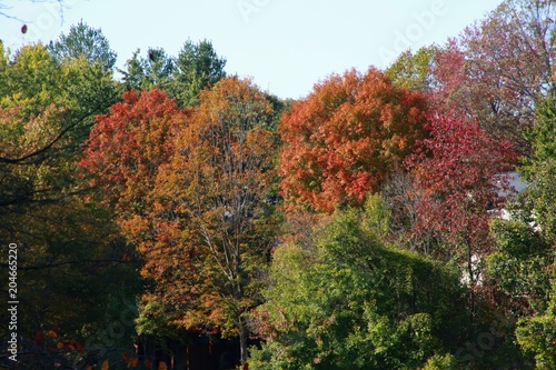 Leaves in Trees Changing Color from Green to Orange to Red Bathing in the Afternoon Sun against a Clear Blue Sky in Burke  Virginia