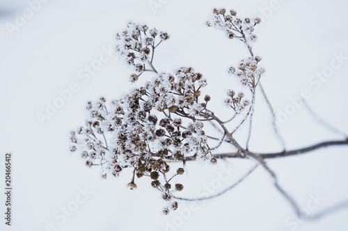 Frozen dry flower during cold winter  