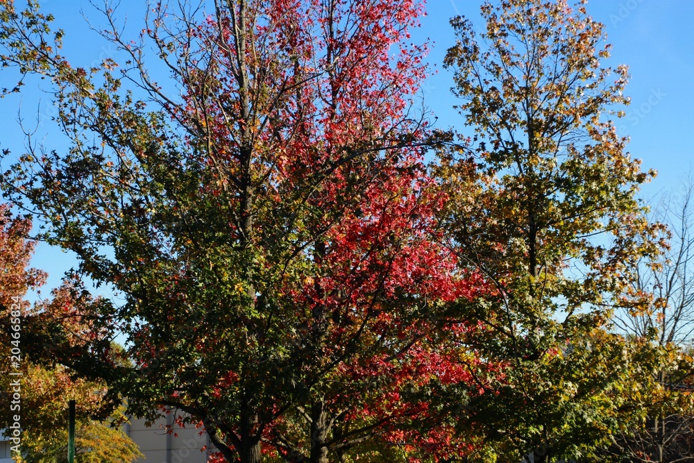 Trees with Leaves Changing Color from Green to Red Bathing in the Morning Sun against a Clear Blue Sky in Burke, Virginia