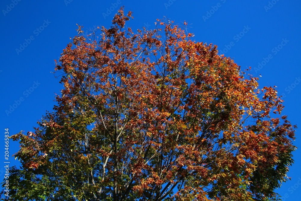 Trees with Leaves Changing Color from Green to Orange Bathing in the Morning Sun against a Clear Blue Sky in Burke, Virginia Trees with Leaves Changing Color from Green to Orange Bathing in the Morning Sun against a Clear Blue Sky in Burke, Virginia