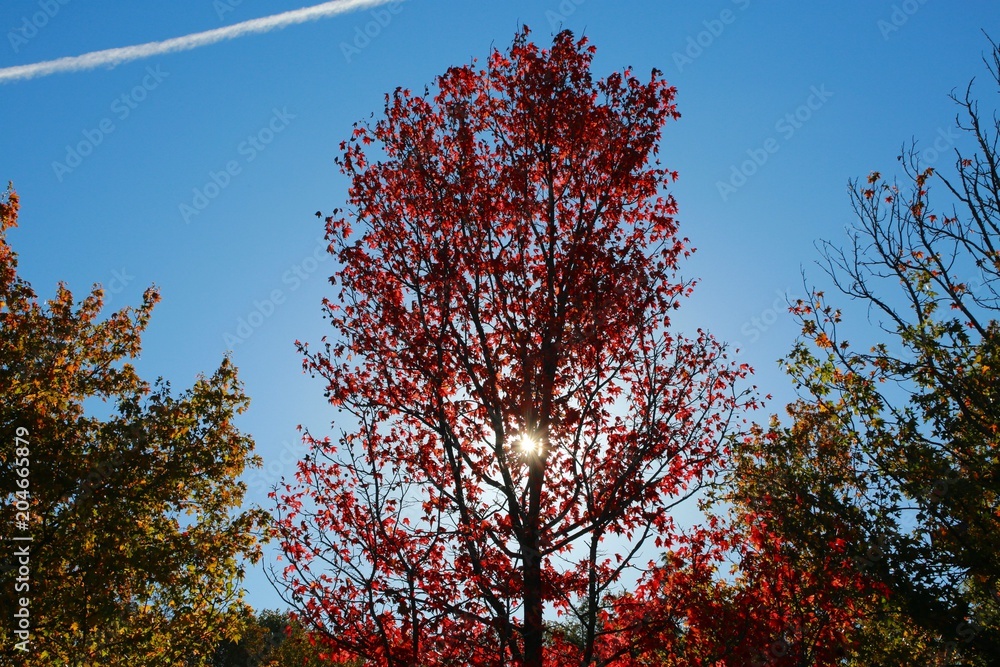 Trees with Leaves Changing Color from Green to Red Backlit by the Morning Sun Gleaming Through against a Clear Blue Sky in Burke, Virginia Trees with Leaves Changing Color from Green to Red Backlit by the Morning Sun Gleaming Through against a Clear Blue Sky in Burke, Virginia