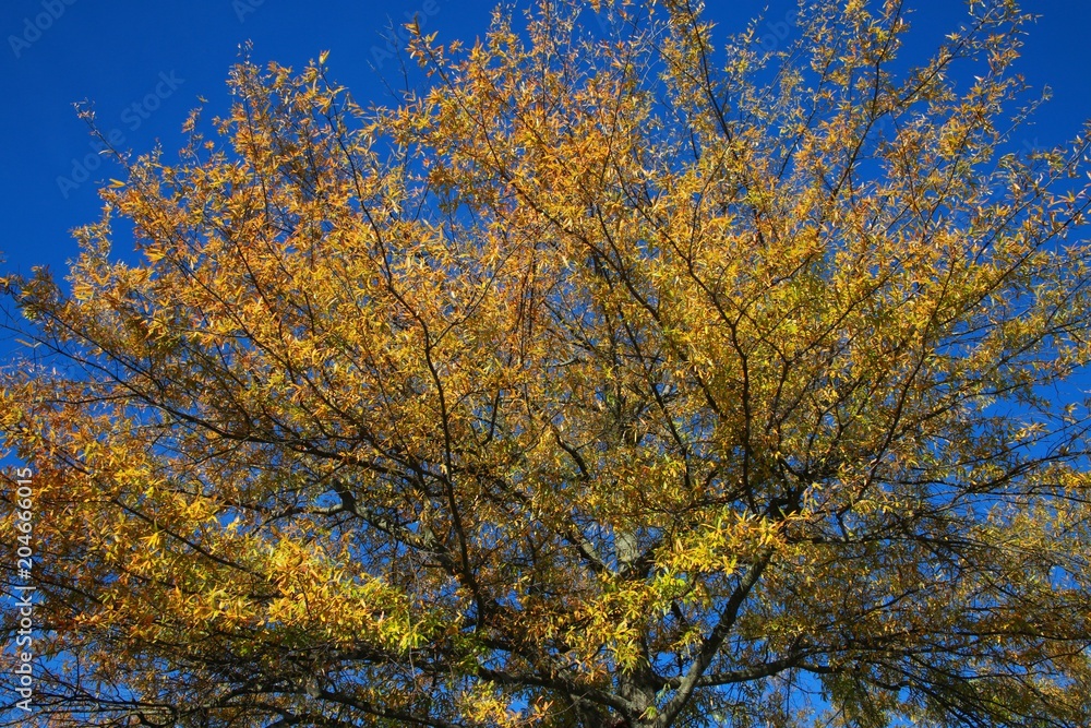 Trees with Leaves Changing Color from Green to Orange Bathing in the Afternoon Sun against a Clear Blue Sky in Burke, Virginia