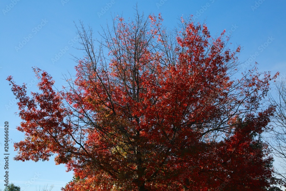 Trees with Leaves Changing Color from Green to Red Bathing in the Afternoon Sun against a Clear Blue Sky in Burke, Virginia Trees with Leaves Changing Color from Green to Red Bathing in the Afternoon Sun against a Clear Blue Sky in Burke, Virginia