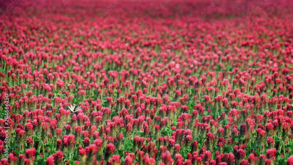 Red clover field flowers landscape with butterfly background