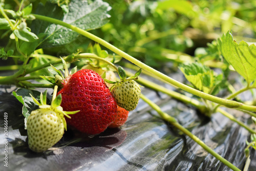 Strawberry nursery in May