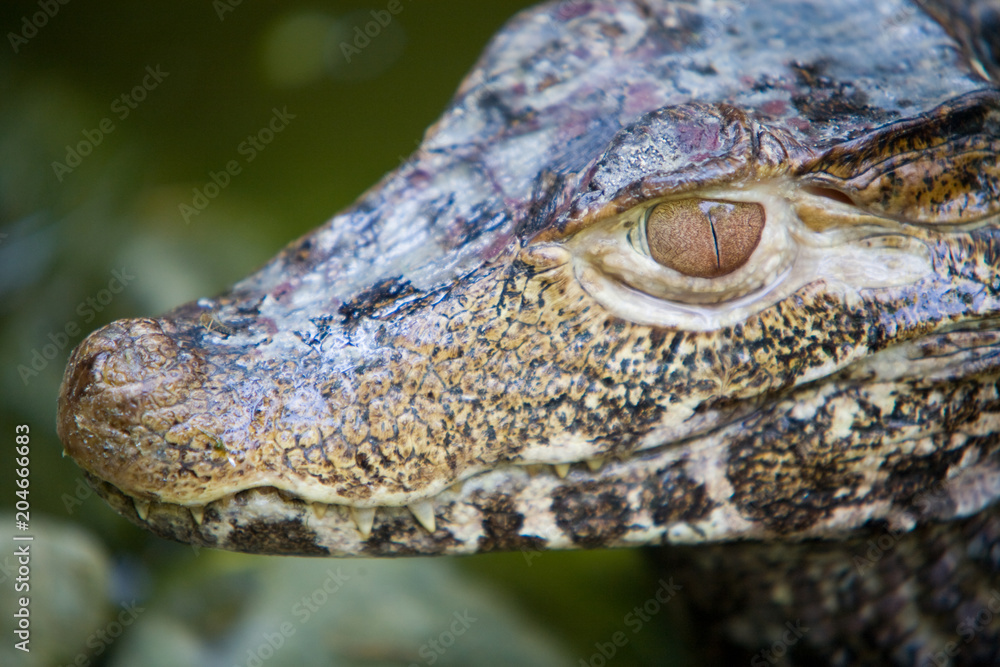 Fototapeta premium Paleosuchus palpebrosus - Caimano di Cuvier