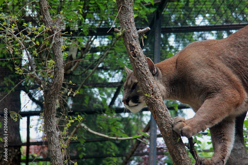 A cougar in the zoo © emmanuelebaldassarre