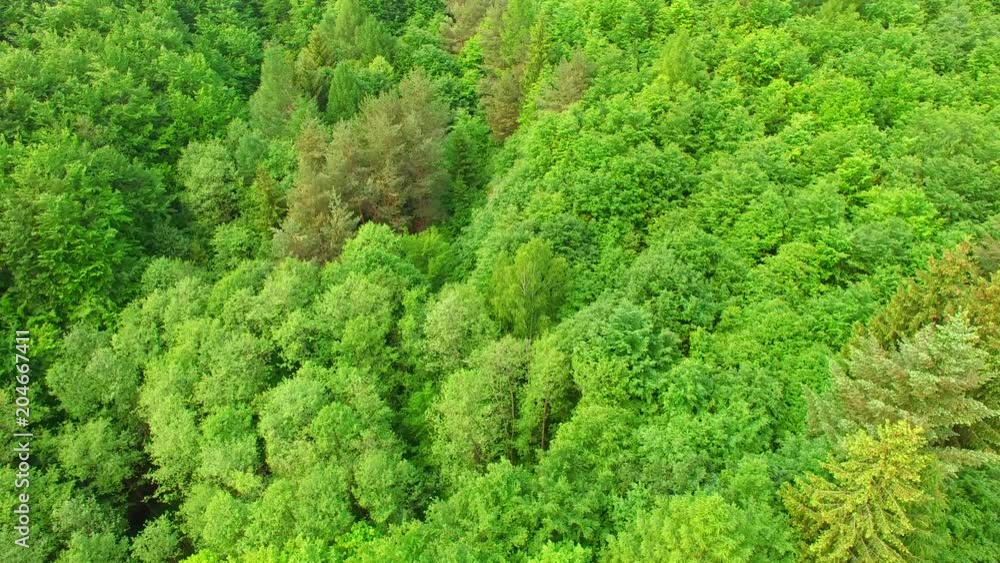 Aerial view above treetops. Summer mixed forest in the middle of Europe. Aerial view above treetops. Summer mixed forest in the middle of Europe.