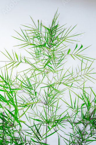 Fototapeta Naklejka Na Ścianę i Meble -  Leaves and leaves of green bamboo on a white floor with empty sp