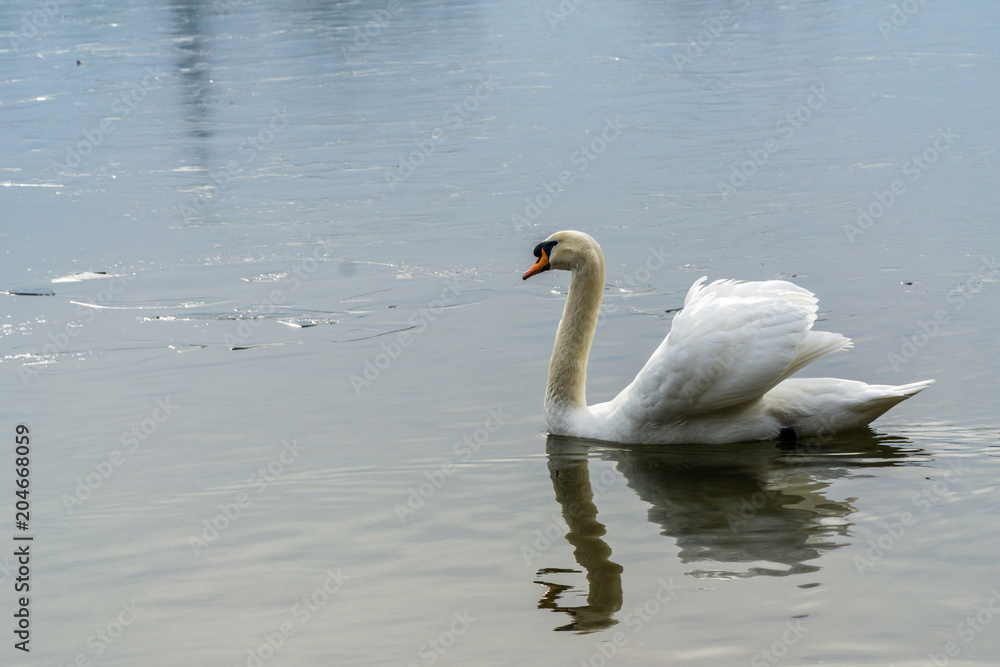 Swan in lake Swan in lake