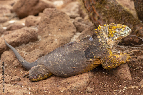 Galapagos Land Lguana  Conolophus subcristatus  in Galapagos Isl