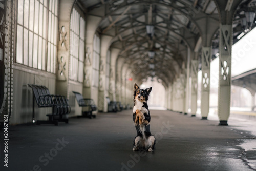 dog at the train station. Traveling with the pet, adventure