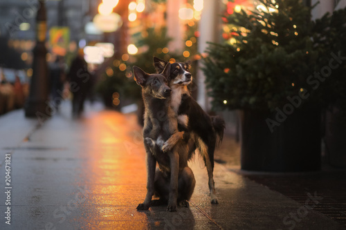 two dogs hug in the city, on the street. Obedient pets, outside