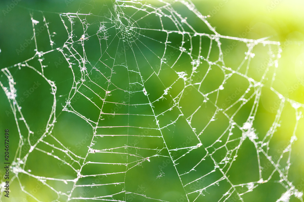 spider web against green blured background spider web against green blured background