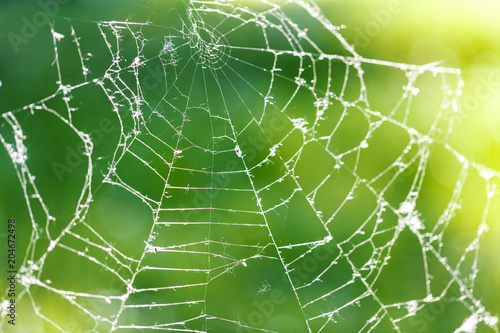 spider web against green blured background